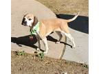Adopt Eve a Tan/Yellow/Fawn - with White Beagle / Pug / Mixed dog in Tucson
