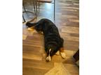 Adopt T. Rexie a Black - with White Bernese Mountain Dog / Mixed dog in Las