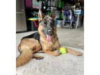 Adopt Cinnamon* a German Shepherd Dog / Mixed dog in Pomona, CA (41486095)