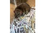 Adopt Mr J a Rat small animal in Lincoln, NE (41483718)