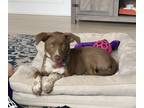 Adopt Finn a Tan/Yellow/Fawn Australian Kelpie / Mixed dog in Overland Park