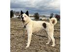 Adopt Ghost a White - with Brown or Chocolate Akita / Mixed dog in Klondike