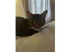 Adopt Sleepy a Gray, Blue or Silver Tabby Tabby / Mixed (short coat) cat in
