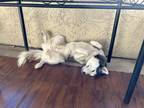 Adopt Sasha a Black - with White Husky / Mixed dog in Pasadena, CA (41528557)