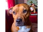Adopt JANE a Red/Golden/Orange/Chestnut - with White Pit Bull Terrier / Mixed