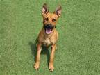 Adopt BRODY a German Shepherd Dog / Mixed dog in Tustin, CA (41522957)