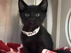 Adopt EARL a All Black Domestic Mediumhair / Mixed (medium coat) cat in Tustin