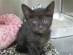 Adopt OLIVIA a All Black Domestic Mediumhair / Mixed (medium coat) cat in