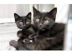 Adopt ORLANDO a All Black Domestic Mediumhair / Mixed (medium coat) cat in