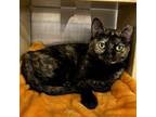 Adopt Honey a Tortoiseshell Calico cat in Knoxville, TN (41512096)