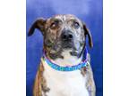Adopt Budd a Shepherd (Unknown Type) / American Pit Bull Terrier / Mixed dog in