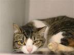 Adopt KIT KAT a Brown or Chocolate Domestic Mediumhair / Mixed (medium coat) cat