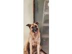 Adopt Al a Tan/Yellow/Fawn Belgian Shepherd dog in Cleveland, TN (41528524)