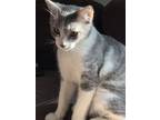 Adopt Harry a Gray or Blue (Mostly) Domestic Shorthair / Mixed (short coat) cat