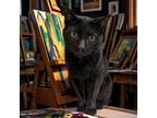 Adopt NIBBLER a All Black Domestic Shorthair (short coat) cat in Tucson