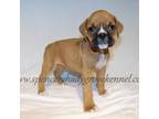 Boxer Puppy for sale in Cabool, MO, USA