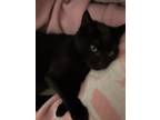 Adopt Opium a All Black Domestic Shorthair / Mixed (medium coat) cat in Lompoc