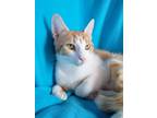 Adopt Raindrop a Orange or Red (Mostly) Domestic Shorthair / Mixed (short coat)