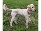 Adopt Fudley a White - with Tan, Yellow or Fawn Poodle (Standard) / Labrador