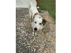 Adopt Spot a White - with Brown or Chocolate Border Collie / Great Pyrenees /