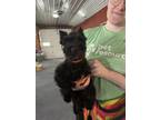 Adopt Beaumont a Black Schnauzer (Miniature) / Mixed dog in Homer Glen