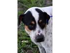 Adopt Chase a White - with Brown or Chocolate Mixed Breed (Large) / Mixed dog in