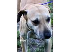 Adopt Chita a Tan/Yellow/Fawn Mixed Breed (Medium) / Mixed dog in Okeechobee