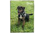 Adopt Bruce a Brown/Chocolate Hound (Unknown Type) dog in Maryville