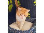 Adopt Fred a Orange or Red (Mostly) Domestic Shorthair (short coat) cat in