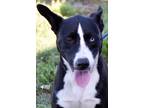 Adopt Karen a Black - with White Border Collie / Husky / Mixed dog in