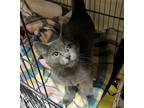 Adopt Snuggles a Gray or Blue Domestic Shorthair / Mixed (short coat) cat in