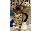 Adopt Rebel a Gray, Blue or Silver Tabby Domestic Shorthair / Mixed (short coat)