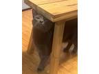 Adopt Dwayne a Gray, Blue or Silver Tabby Chartreux / Mixed (short coat) cat in