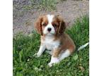 Cavalier King Charles Spaniel Puppy for sale in Newport, PA, USA