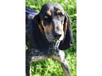 Adopt Buster a Black - with White Bluetick Coonhound / Mixed dog in Okeechobee
