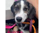 Adopt Aurora a Black - with White Mixed Breed (Medium) dog in Southampton
