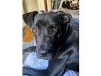 Adopt Mila a Black American Pit Bull Terrier / Mixed dog in San Jose