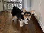 Adopt Scout a Tricolor (Tan/Brown & Black & White) Corgi / Mixed dog in
