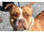 Adopt Horrace a Brown/Chocolate - with White Pit Bull Terrier / Mixed Breed
