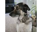 Adopt Atticus a Black - with White German Shepherd Dog / Husky / Mixed dog in