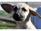 Adopt Ellie Rose a Tan/Yellow/Fawn Mixed Breed (Medium) / Mixed dog in