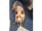 Adopt Leah a Tan/Yellow/Fawn - with White American Pit Bull Terrier / Husky /
