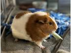 Adopt Ginger a Guinea Pig small animal in Edmonton, AB (41493853)