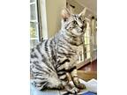 Adopt Bandito a Spotted Tabby/Leopard Spotted Bengal / Mixed (short coat) cat in