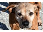 Adopt Daisy a Tan/Yellow/Fawn Mixed Breed (Medium) / Mixed dog in Okeechobee