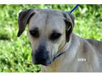 Adopt Eva a Tan/Yellow/Fawn Mixed Breed (Medium) / Mixed dog in Okeechobee