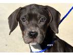 Adopt Demi a Gray/Blue/Silver/Salt & Pepper Mixed Breed (Medium) / Mixed dog in