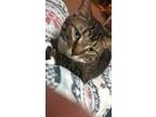 Adopt Ferg a Tiger Striped Domestic Shorthair / Mixed (short coat) cat in Elgin