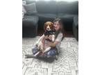 Adopt Biscuit a Tricolor (Tan/Brown & Black & White) Beagle / Mixed dog in West