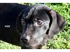 Adopt Daphne a Black Mixed Breed (Medium) / Mixed dog in Okeechobee